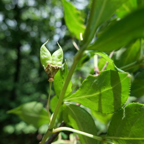 Staphylea bumalda image