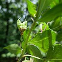 Staphylea bumalda image