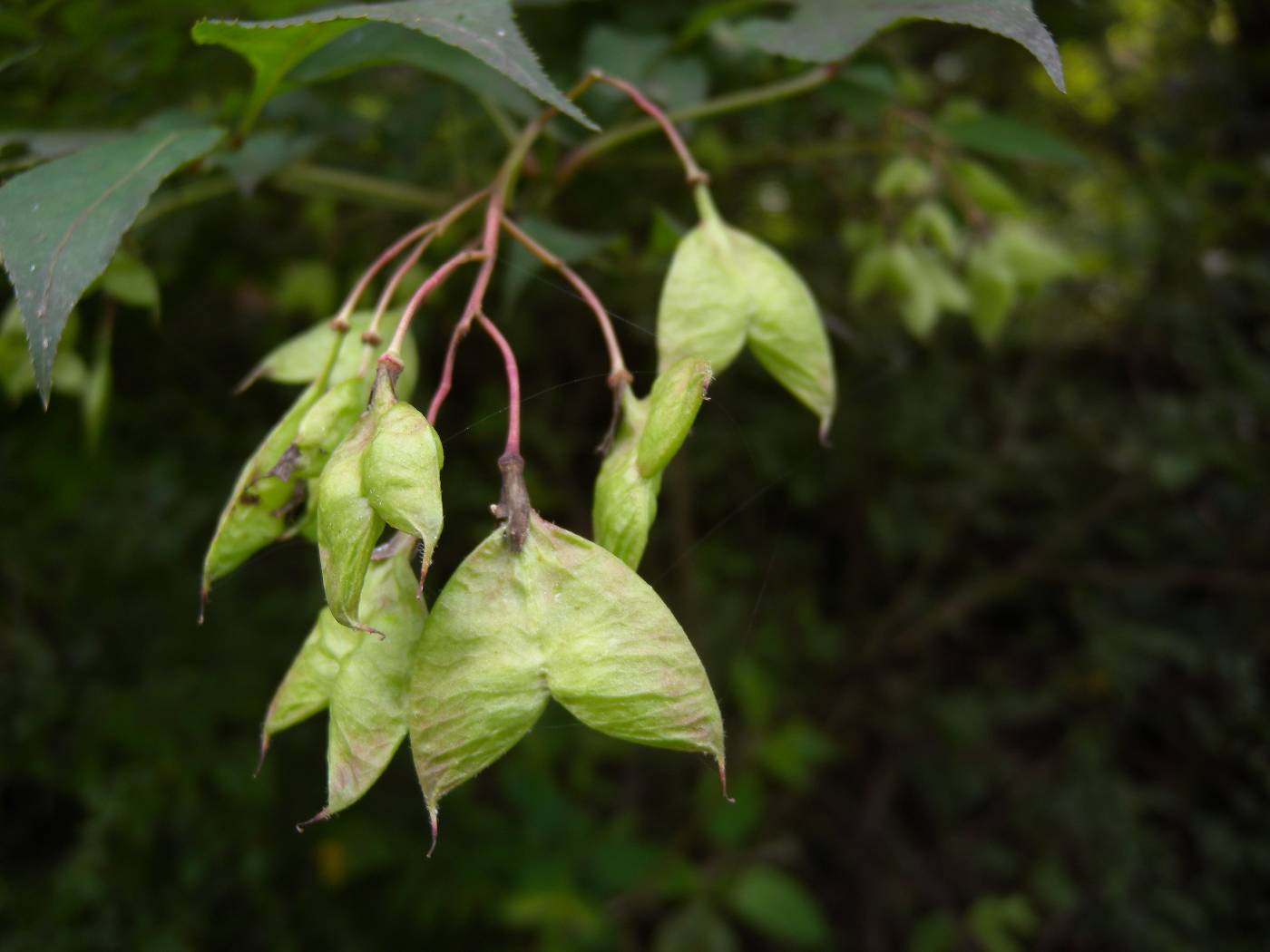 Staphylea bumalda image