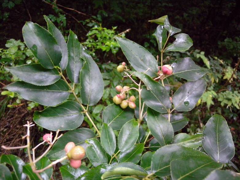 Euscaphis japonica image