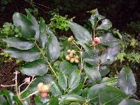 Euscaphis japonica image