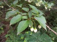 Styrax japonicus image
