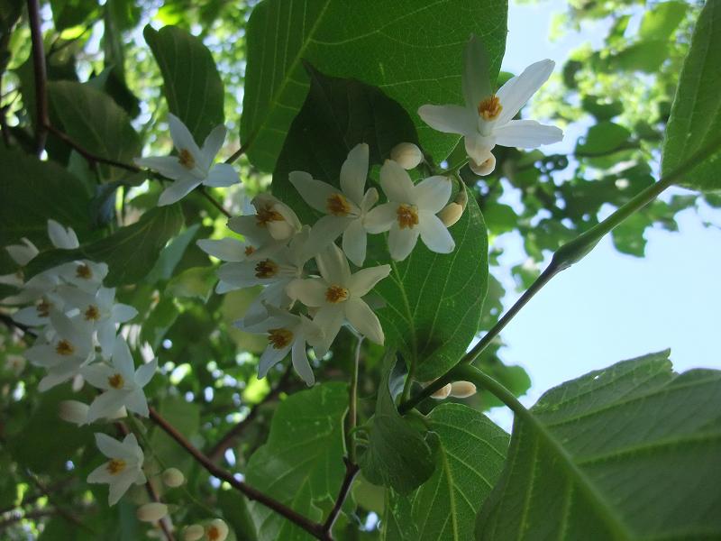 Styracaceae image