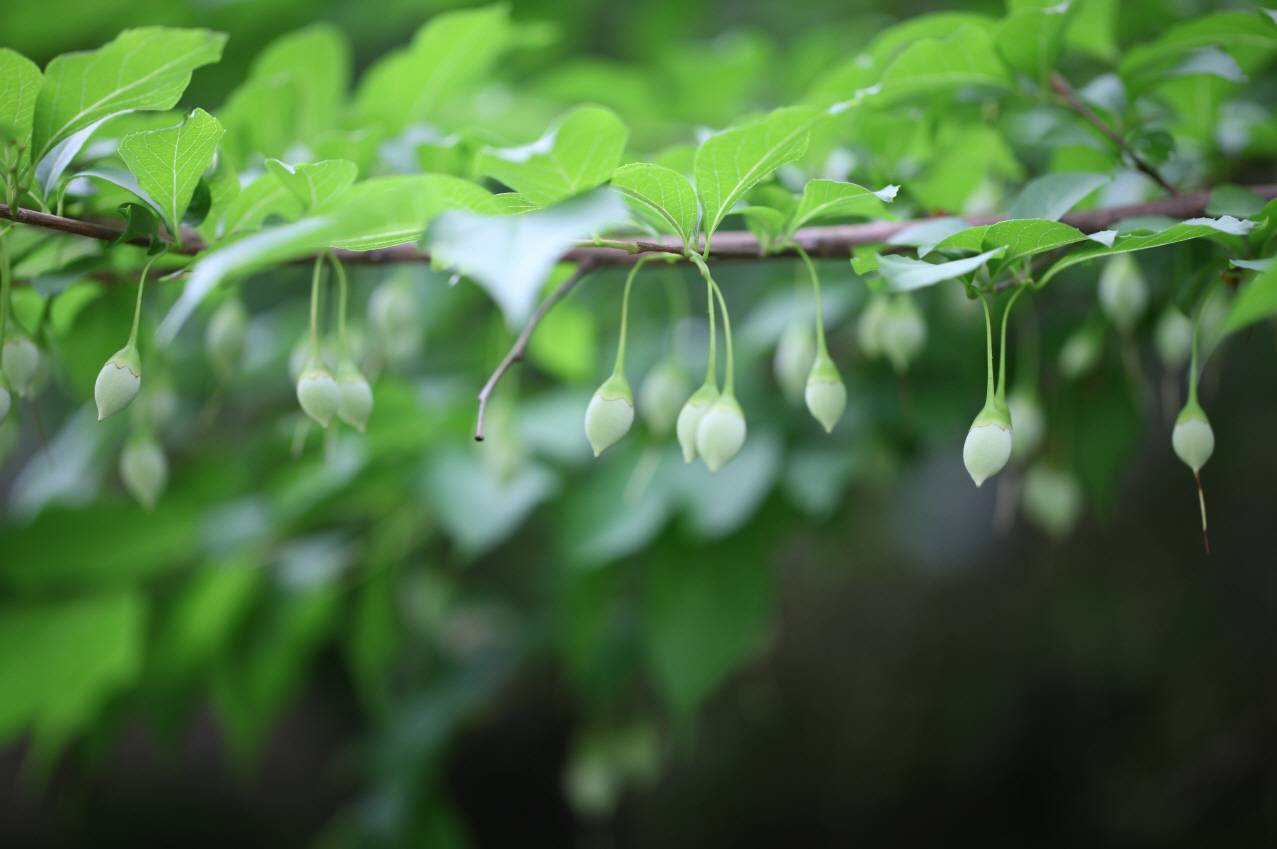 Styrax japonicus image