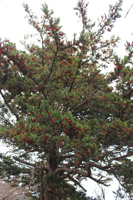 Taxus cuspidata image