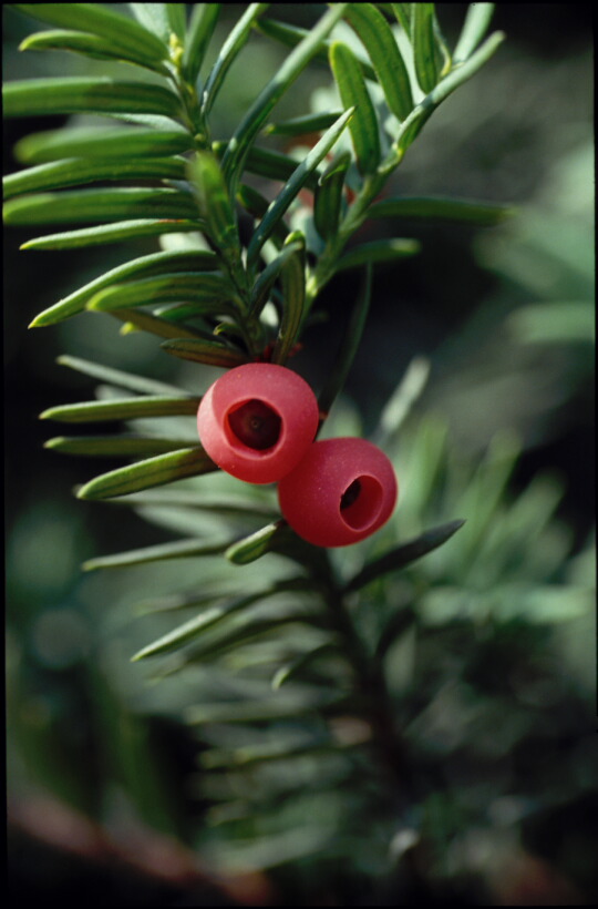 Taxus cuspidata image