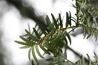 Torreya nucifera image