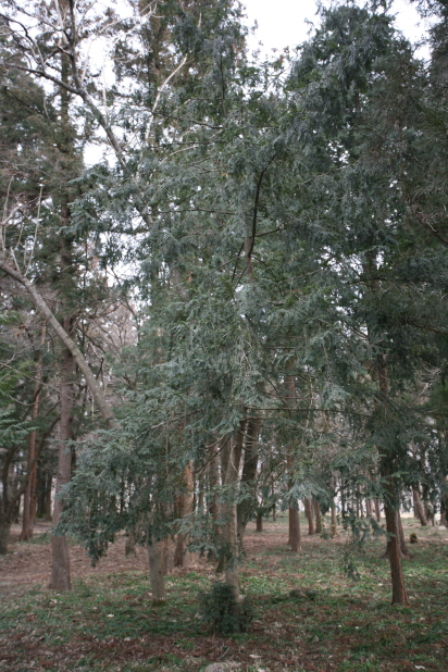 Torreya nucifera image