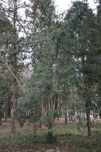 Torreya nucifera image