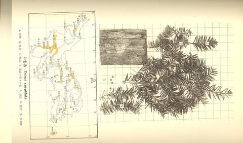 Taxus cuspidata image
