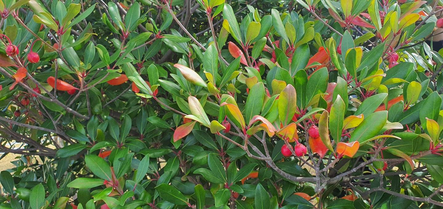 Ternstroemia gymnanthera image