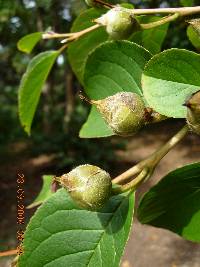 Stewartia pseudocamellia image