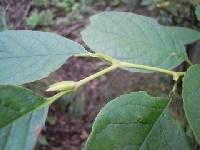 Stewartia pseudocamellia image