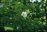 Stewartia pseudocamellia image