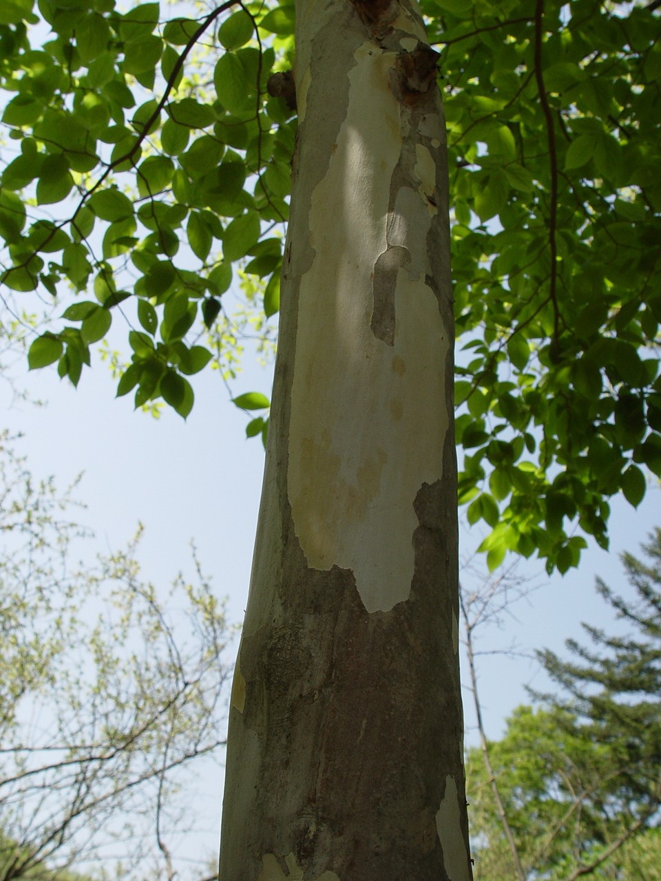 Stewartia pseudocamellia image