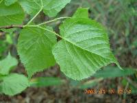 Tilia amurensis image