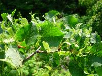 Tilia amurensis image