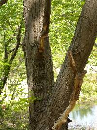 Tilia amurensis image