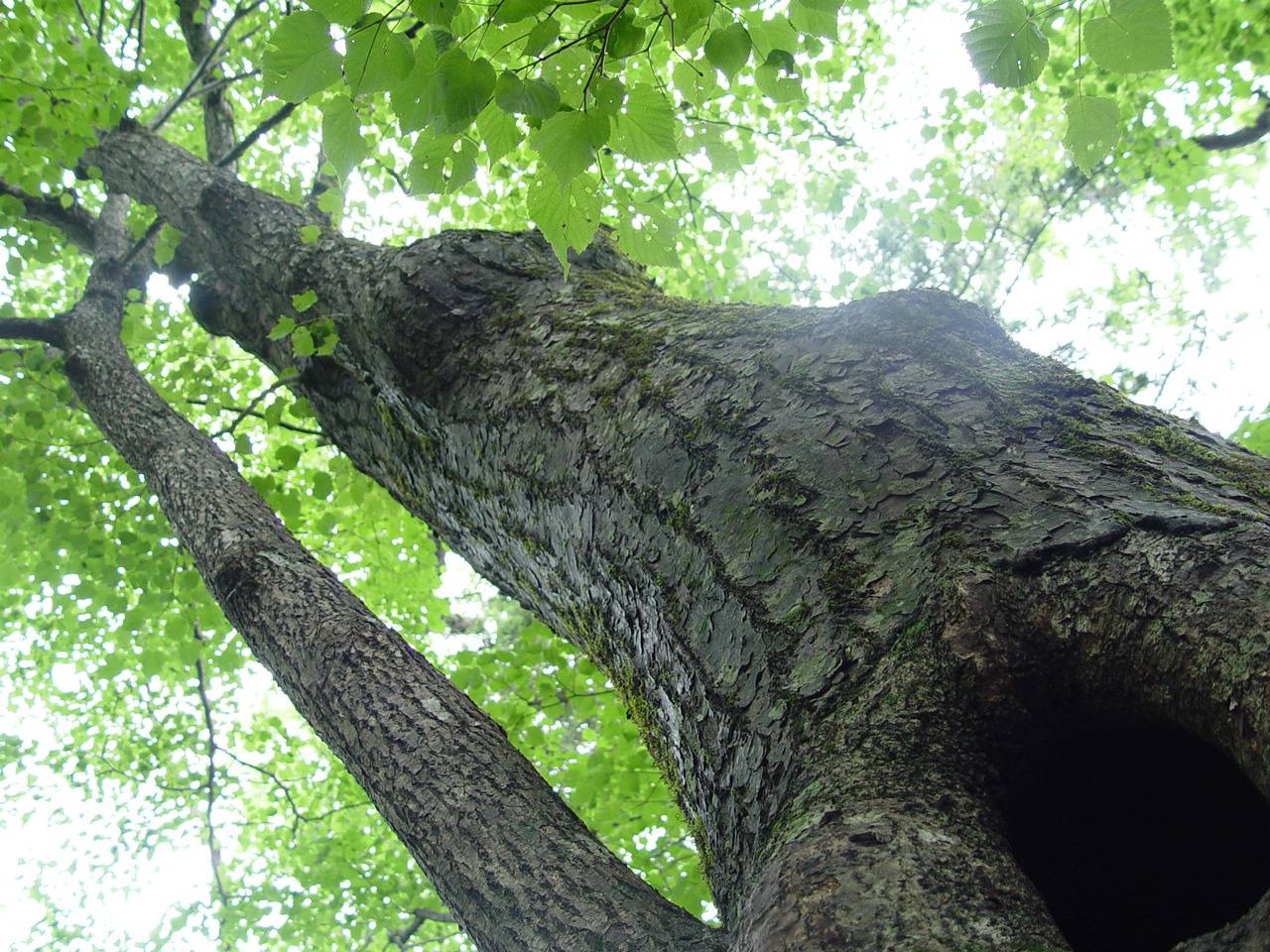 Tilia amurensis image