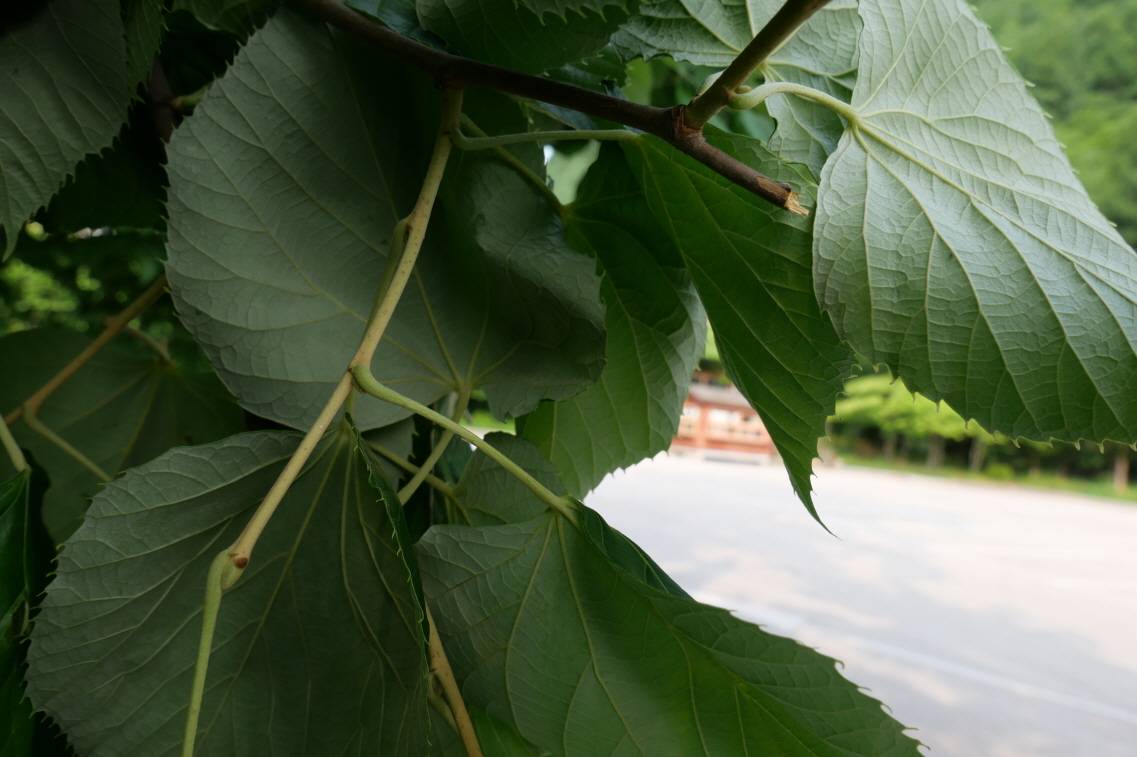 Tilia mandshurica image