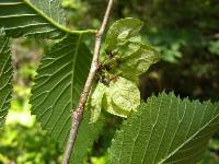 Image of Ulmus laciniata