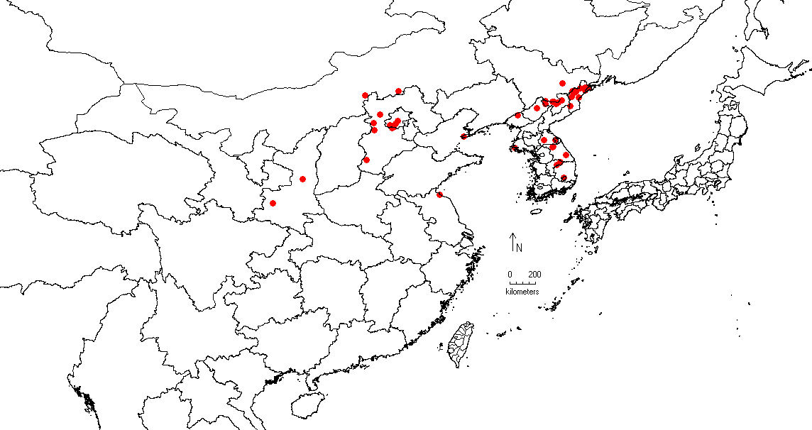 Ulmus macrocarpa image