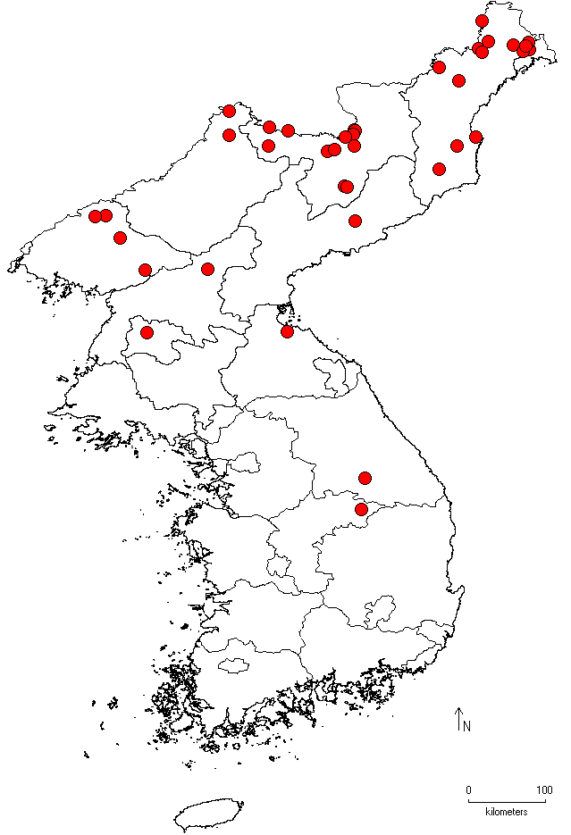 Ulmus pumila image