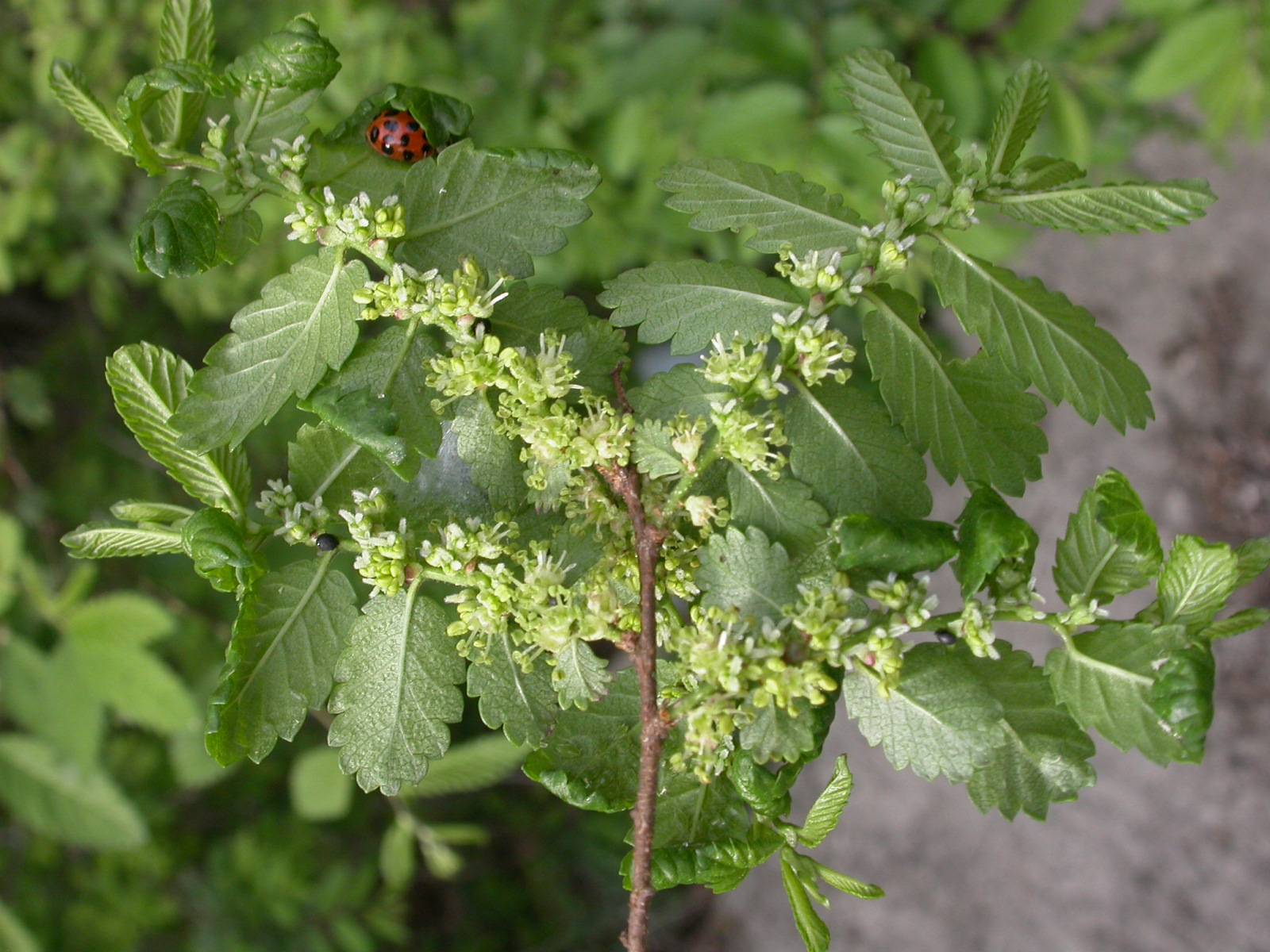 Hemiptelea davidii image