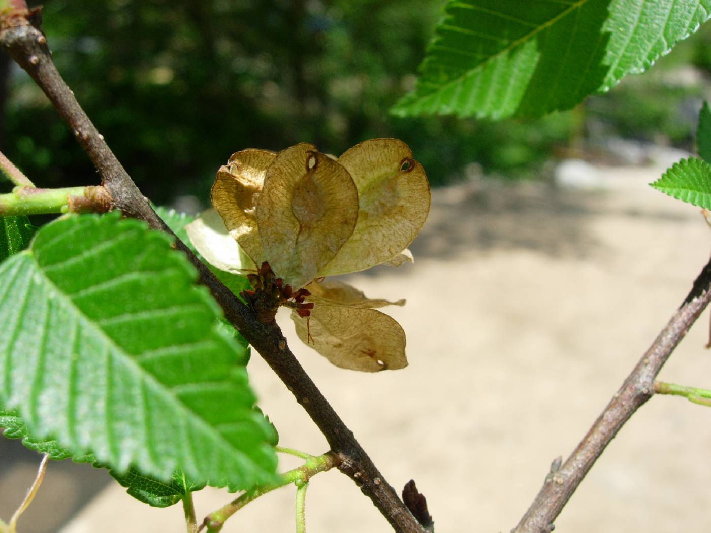 Ulmus davidiana image