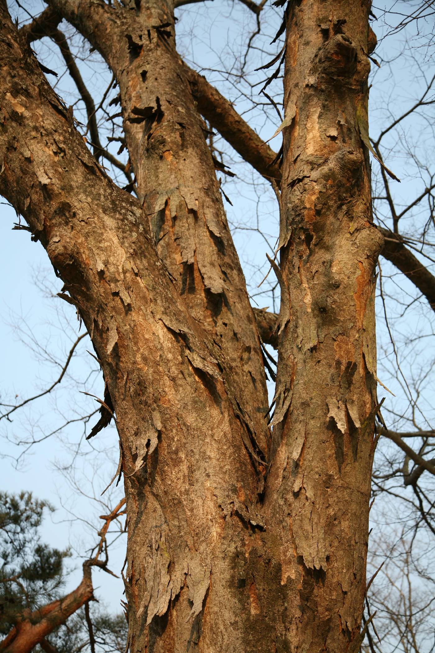 Ulmaceae image