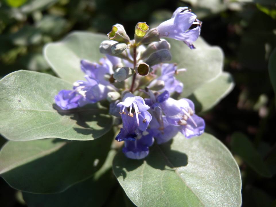 Verbenaceae image