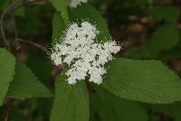 Image of Viburnum erosum