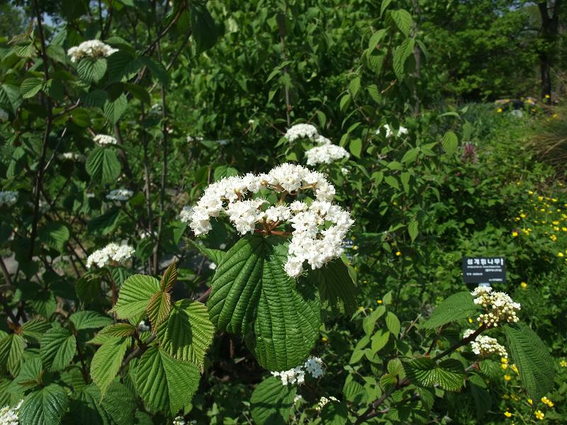 Viburnum furcatum image