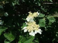 Viburnum opulus var. calvescens image