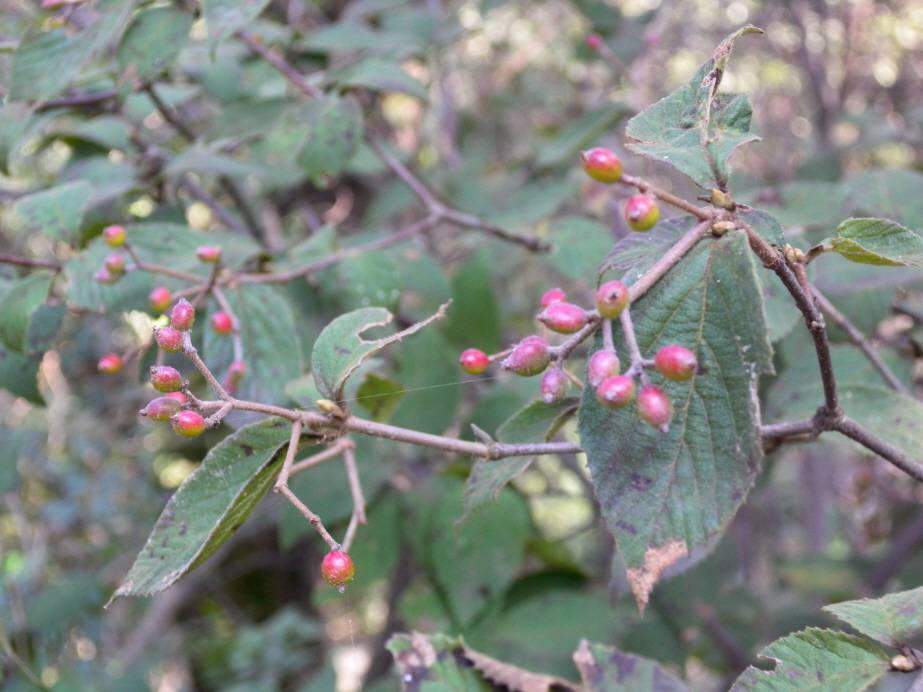 Viburnaceae image