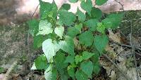 Image of Viola acuminata
