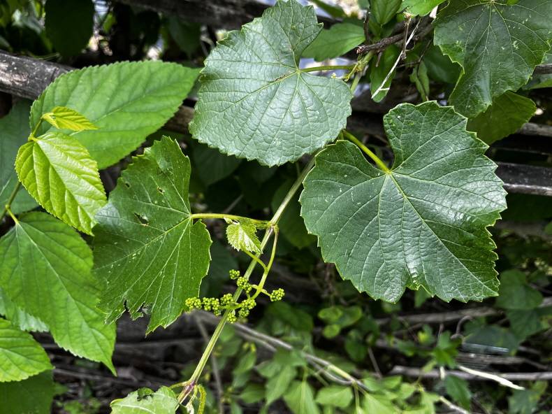 Vitis pseudoreticulata image