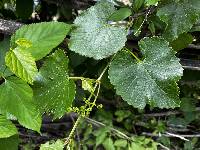 Image of Vitis pseudoreticulata