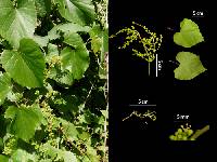 Vitis pseudoreticulata image