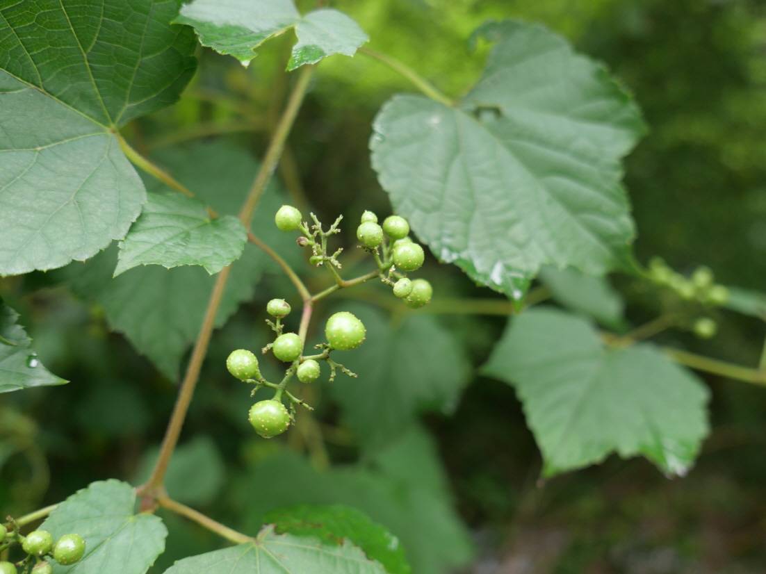 Ampelopsis glandulosa image