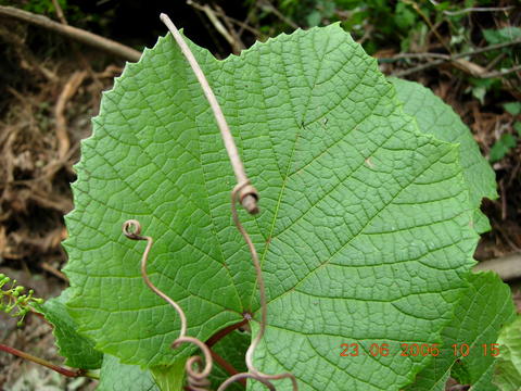 Vitis amurensis image