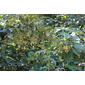 Vitis image