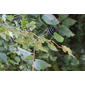 Vitis ficifolia image