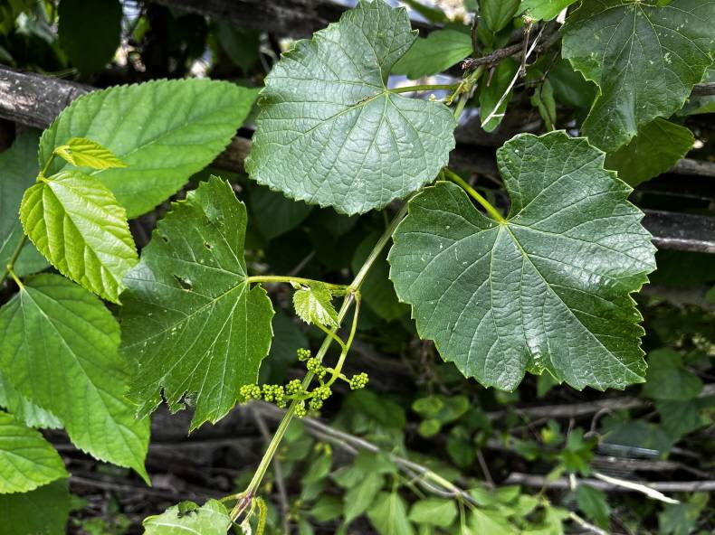 Vitis image